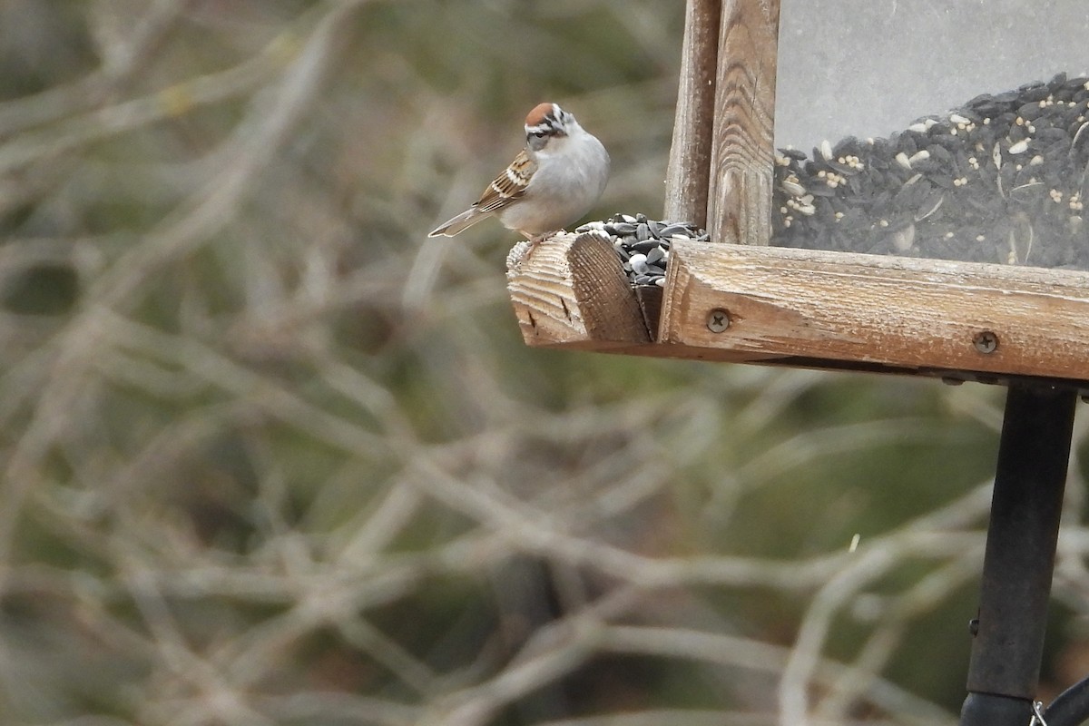 Chipping Sparrow - ML632801825