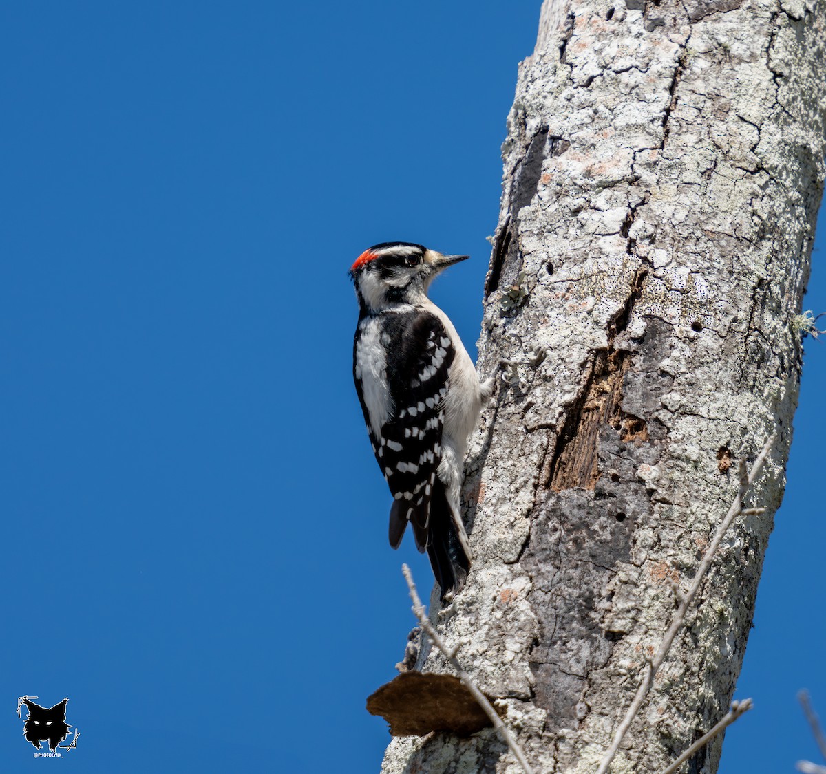 Downy Woodpecker - ML632801839