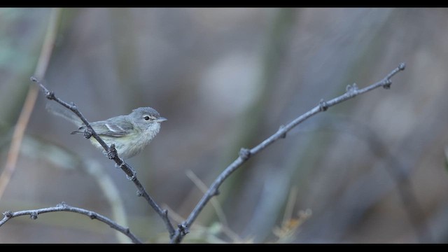 Bell's Vireo - ML632801845