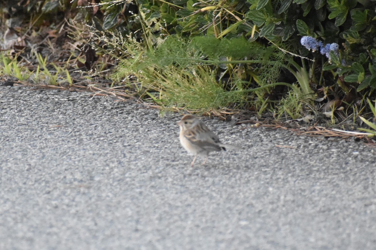 Clay-colored Sparrow - ML632801981