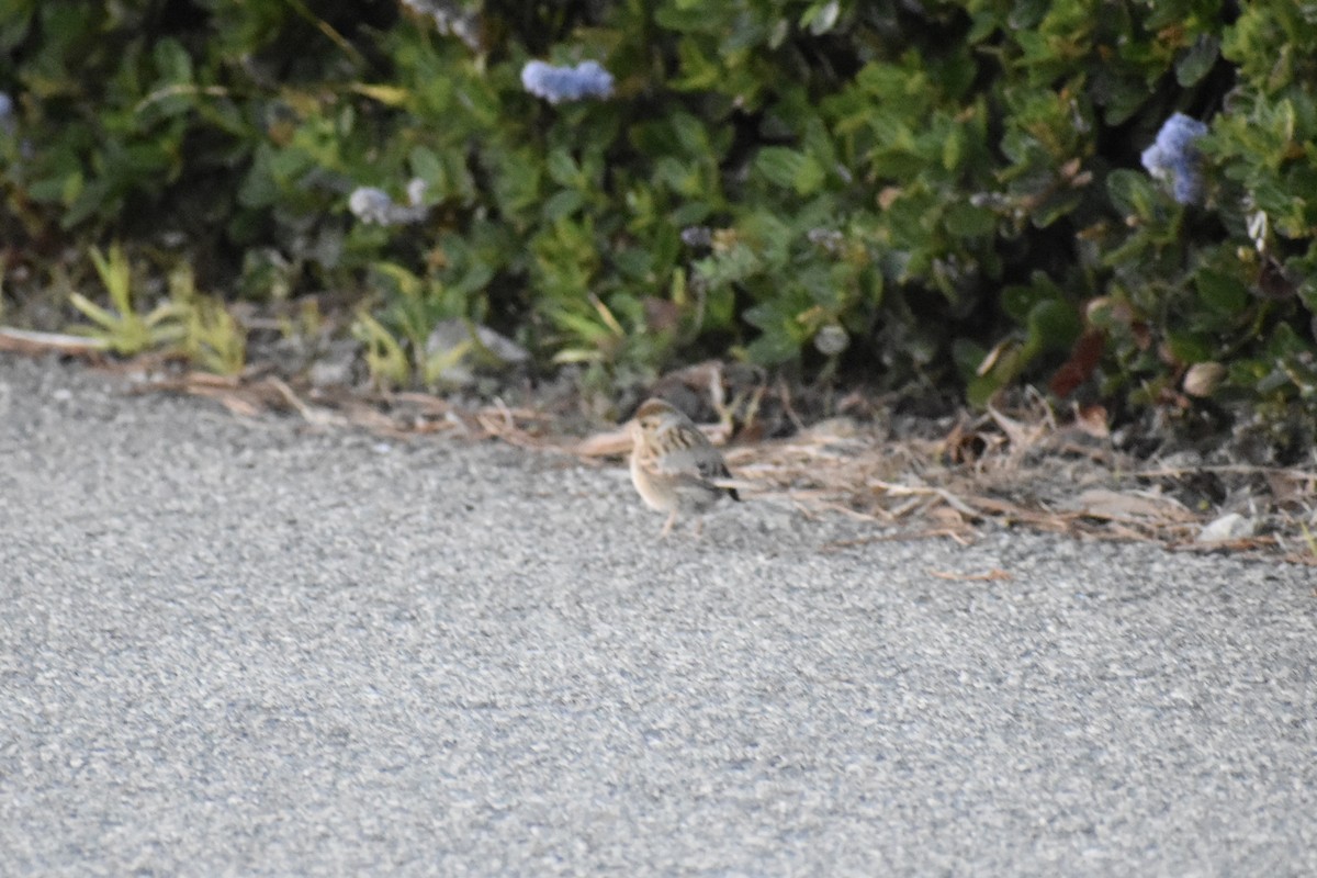 Clay-colored Sparrow - ML632801982