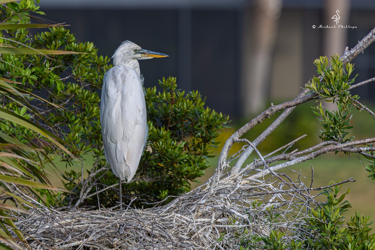 Great Blue Heron (Great White) - ML632802079