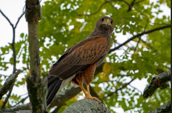 Harris's Hawk - ML632802085