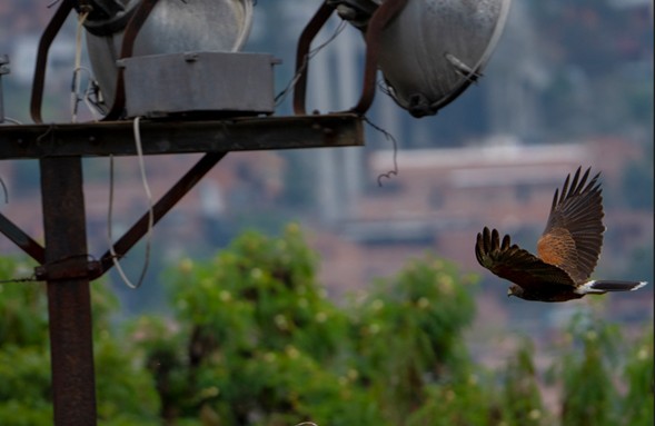 Harris's Hawk - ML632802086