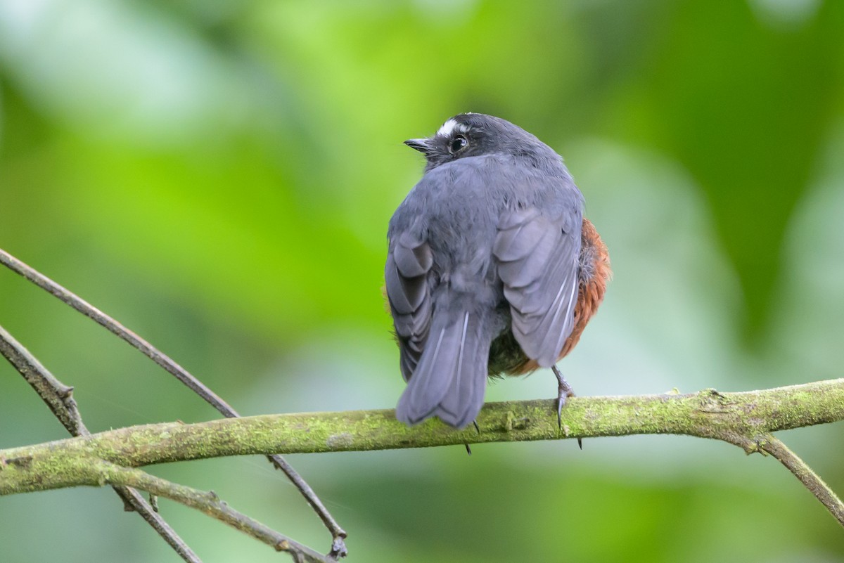 Chestnut-bellied Chat-Tyrant - ML632802182