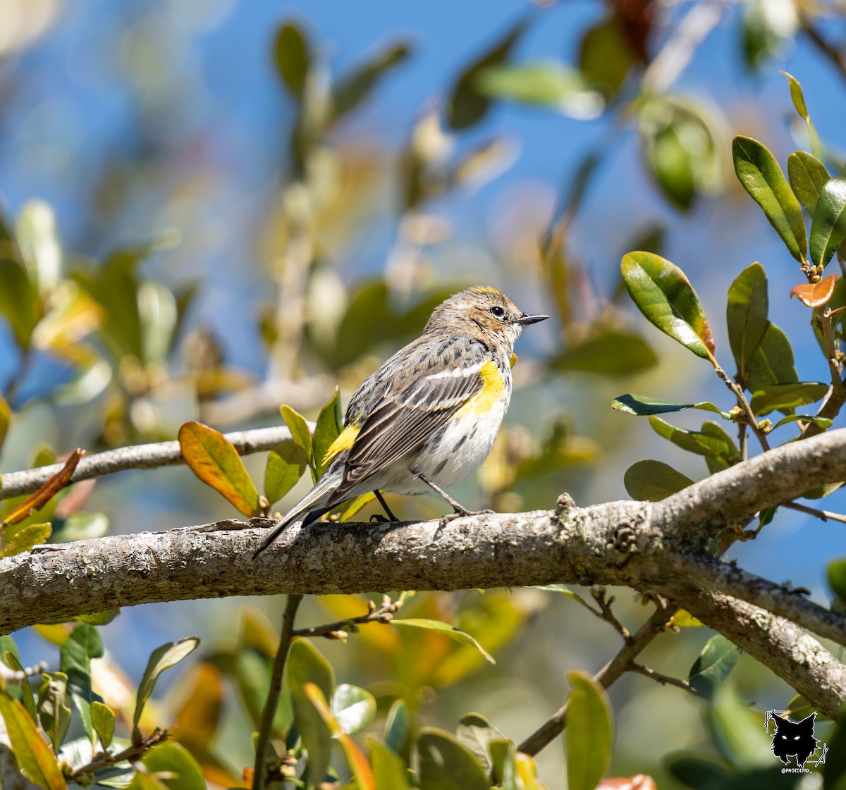 Yellow-rumped Warbler - ML632802315