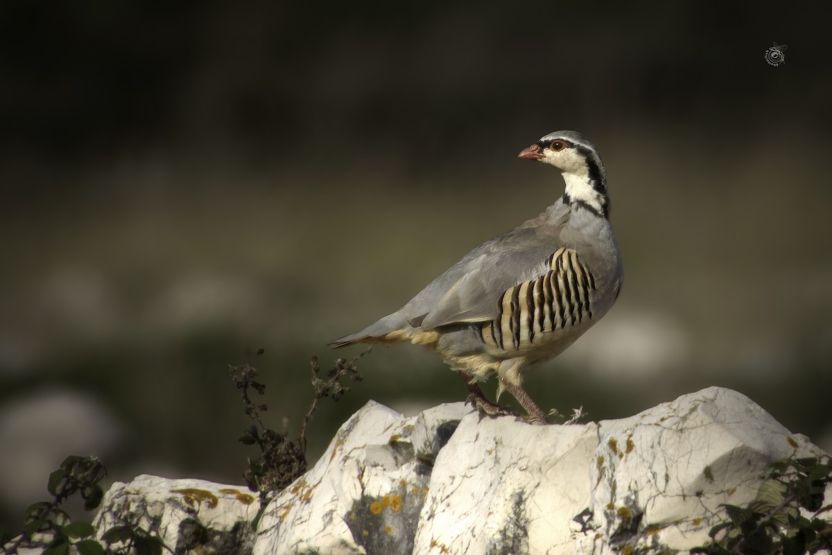 Rock Partridge - ML632802334