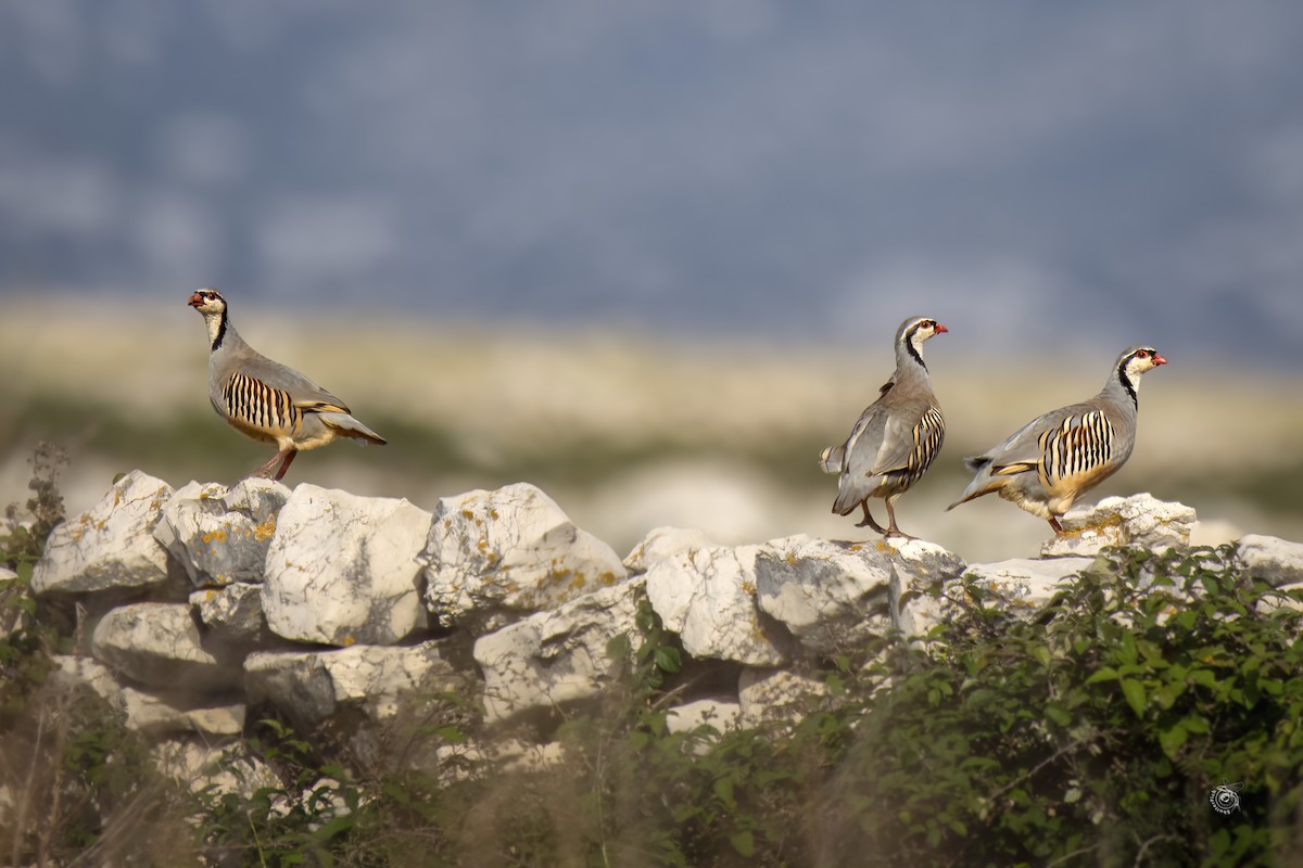 Rock Partridge - ML632802335