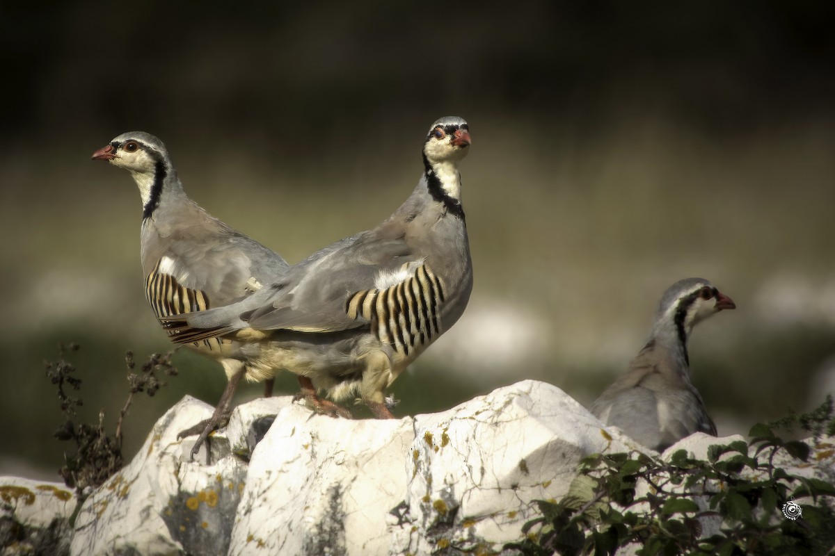 Rock Partridge - ML632802336