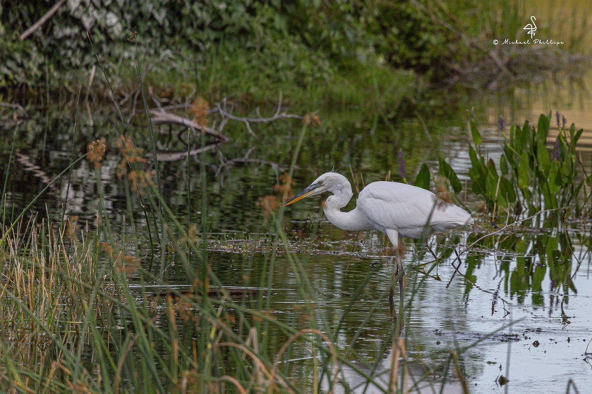 Great Blue Heron (Great White) - ML632802345