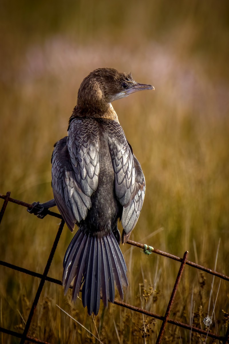 Pygmy Cormorant - ML632802362