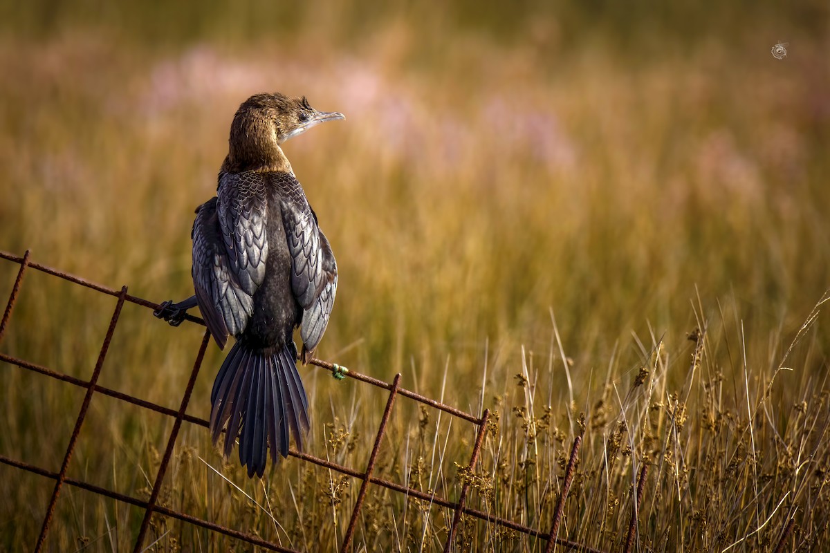 Pygmy Cormorant - ML632802364