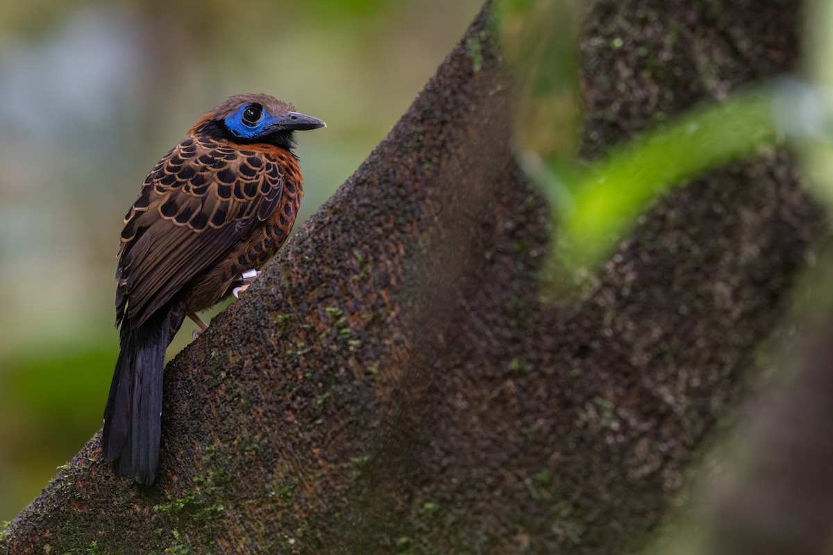 Ocellated Antbird - ML632802402
