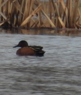 Blue-winged x Cinnamon Teal (hybrid) - ML632802433
