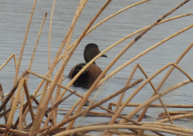 Blue-winged x Cinnamon Teal (hybrid) - ML632802434