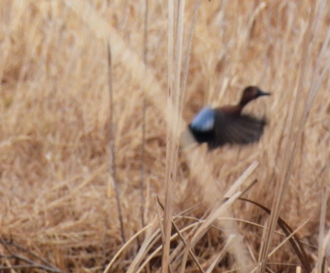 Blue-winged x Cinnamon Teal (hybrid) - ML632802435
