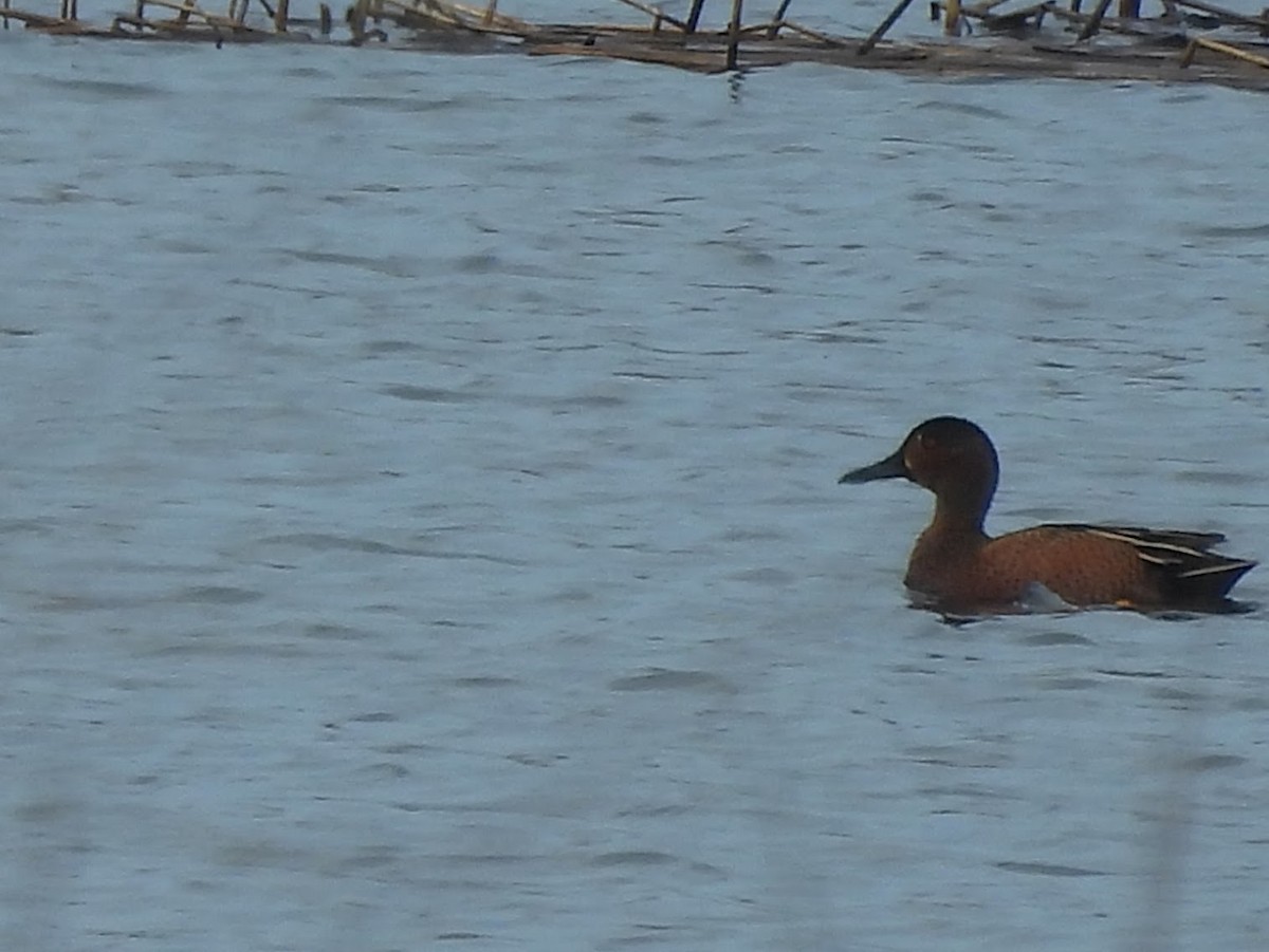 Blue-winged x Cinnamon Teal (hybrid) - ML632802436
