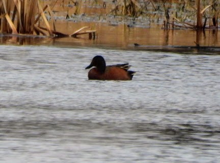 Blue-winged x Cinnamon Teal (hybrid) - ML632802437
