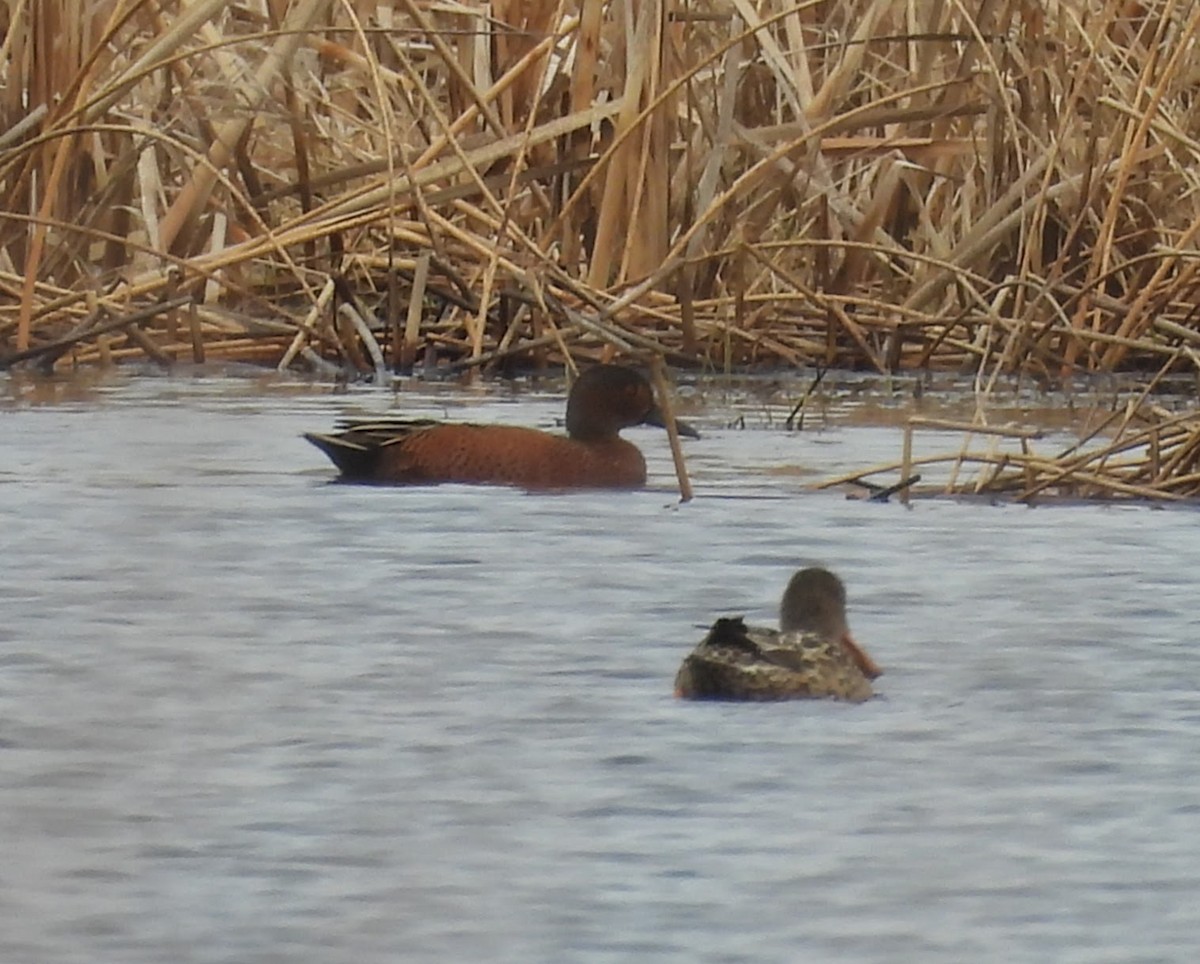 Blue-winged x Cinnamon Teal (hybrid) - ML632802438