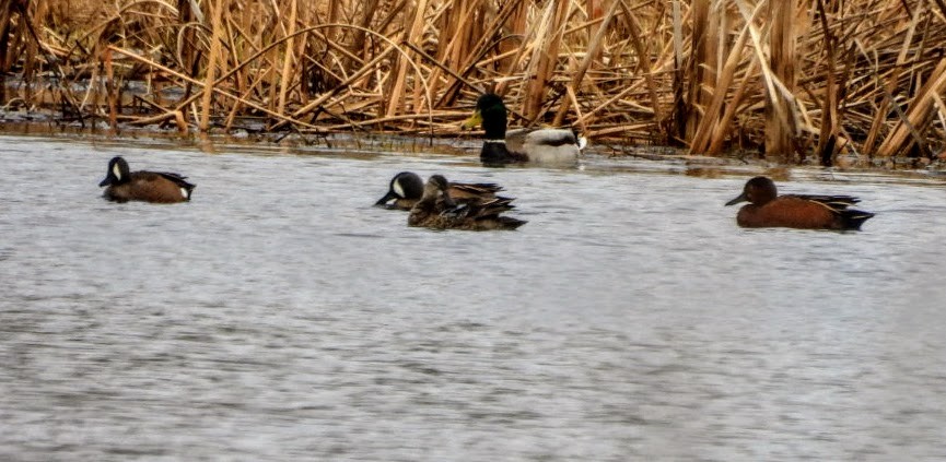 Blue-winged x Cinnamon Teal (hybrid) - ML632802439