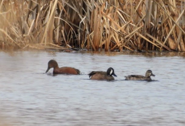 Blue-winged x Cinnamon Teal (hybrid) - ML632802440