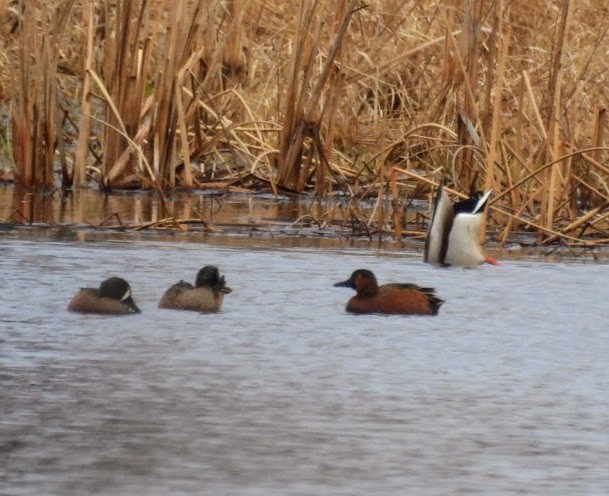 Blue-winged x Cinnamon Teal (hybrid) - ML632802441