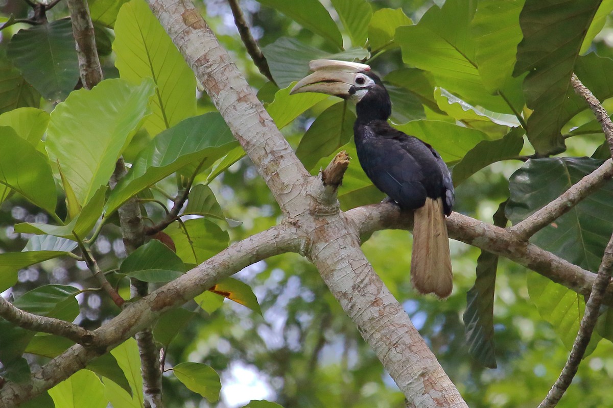 Cálao de Palawan - ML632802511