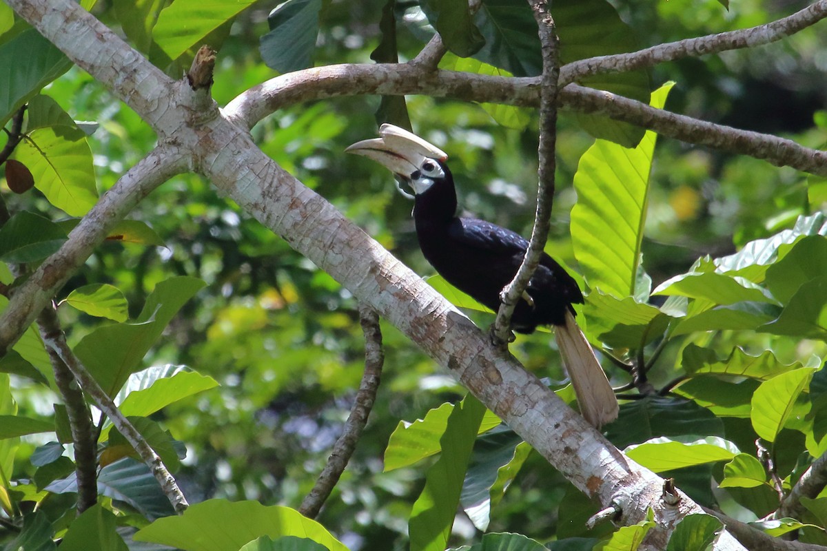Cálao de Palawan - ML632802514