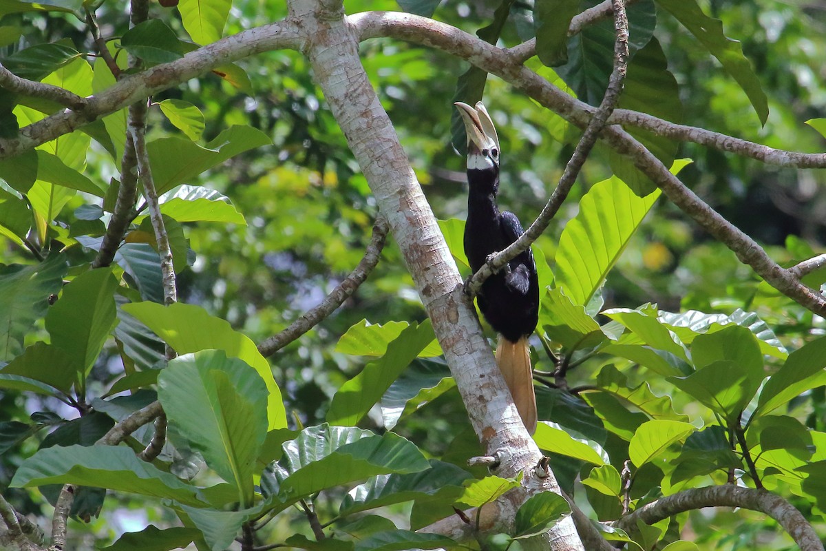 Cálao de Palawan - ML632802516