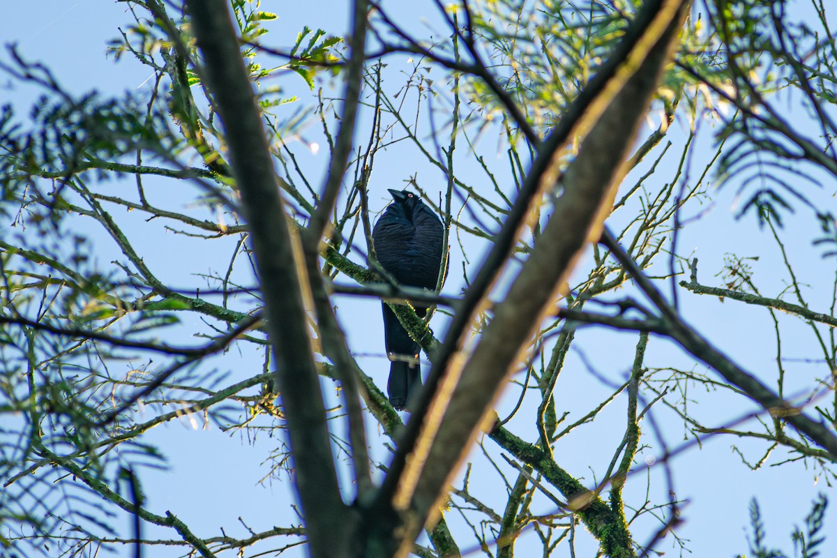 Giant Cowbird - Danilo Druetto