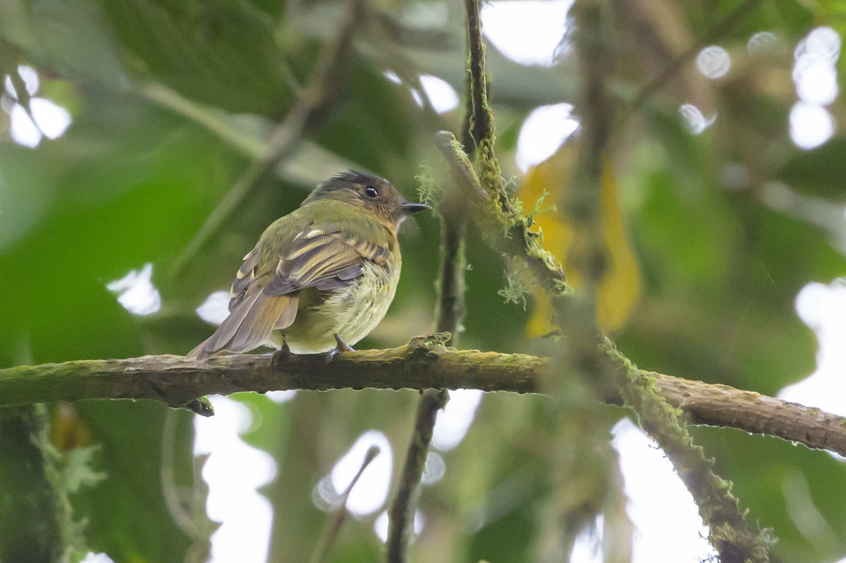 Rufous-breasted Flycatcher - Stephen Davies