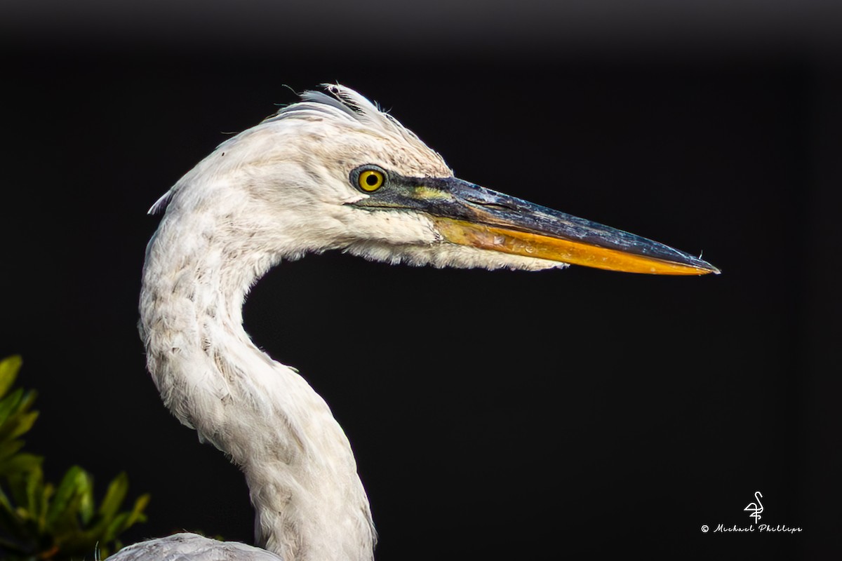 Great Blue Heron (Great White) - ML632802941