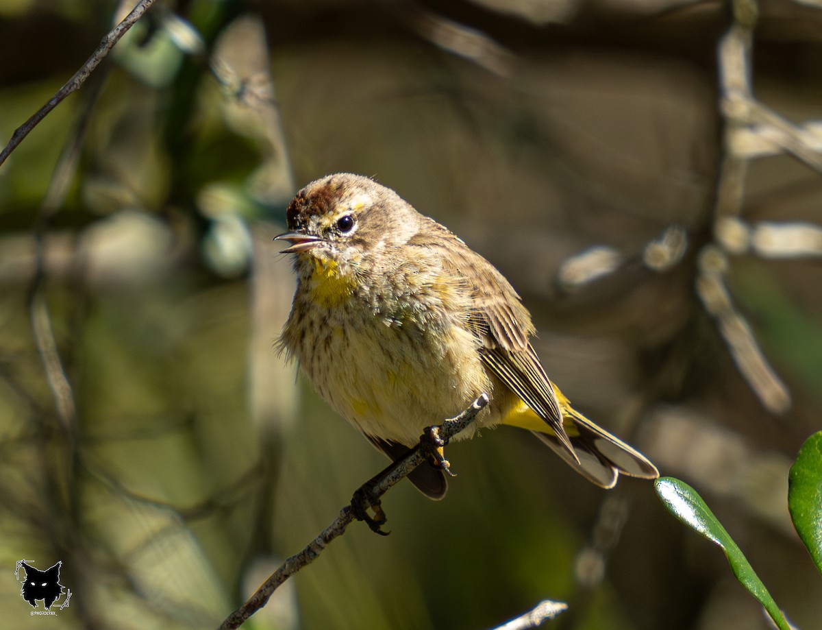 Palm Warbler - ML632802955