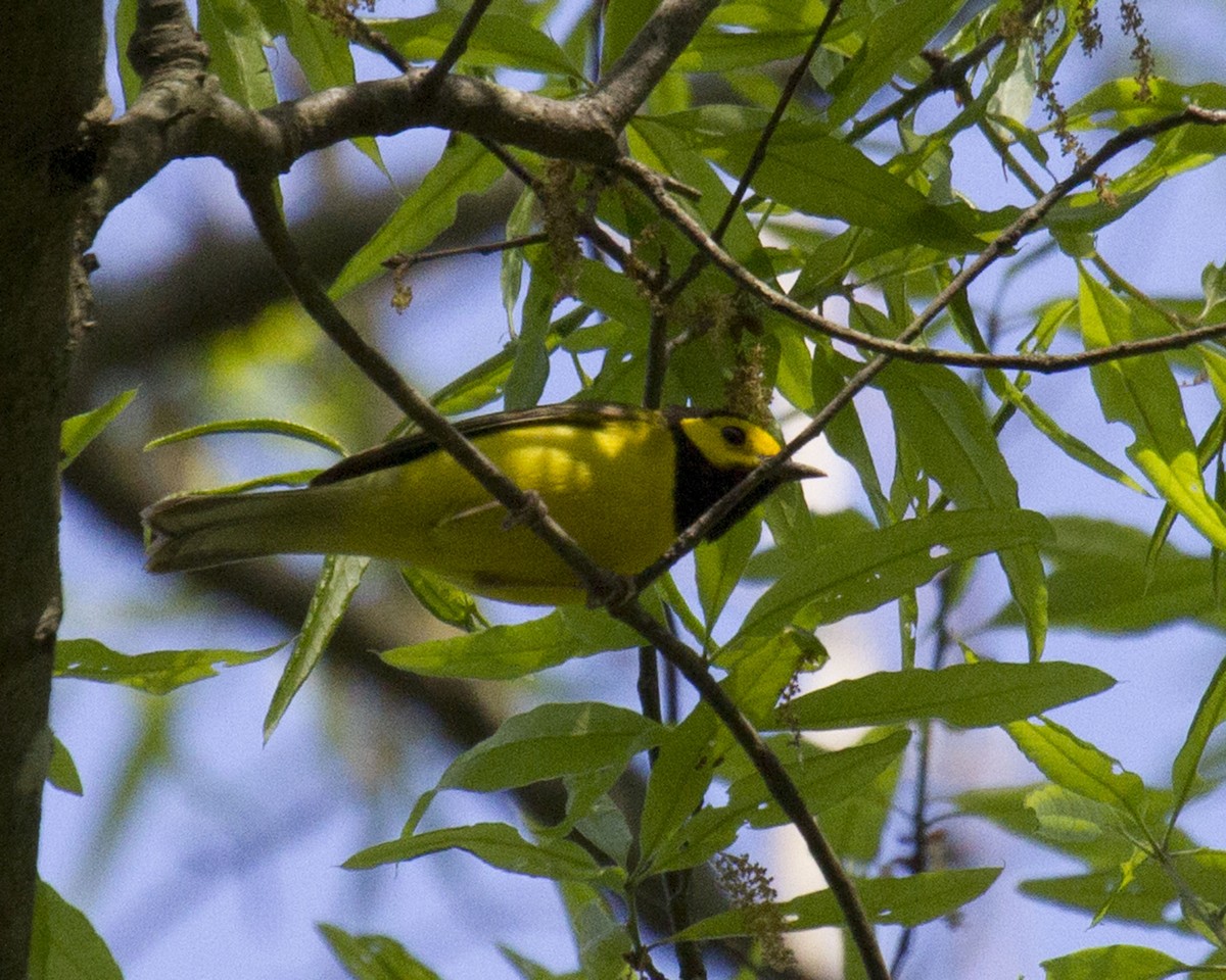 Hooded Warbler - ML632802975
