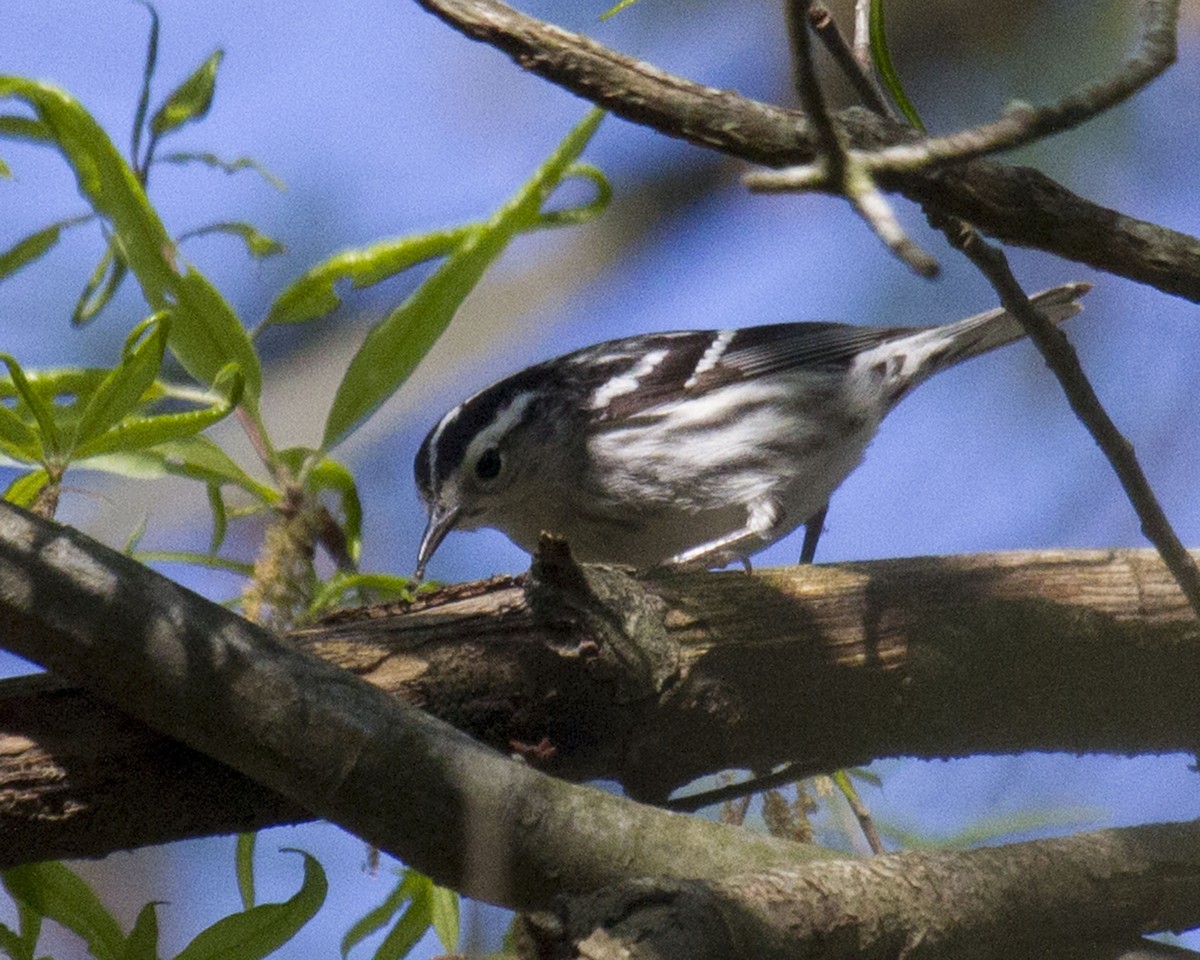 Black-and-white Warbler - ML632802976