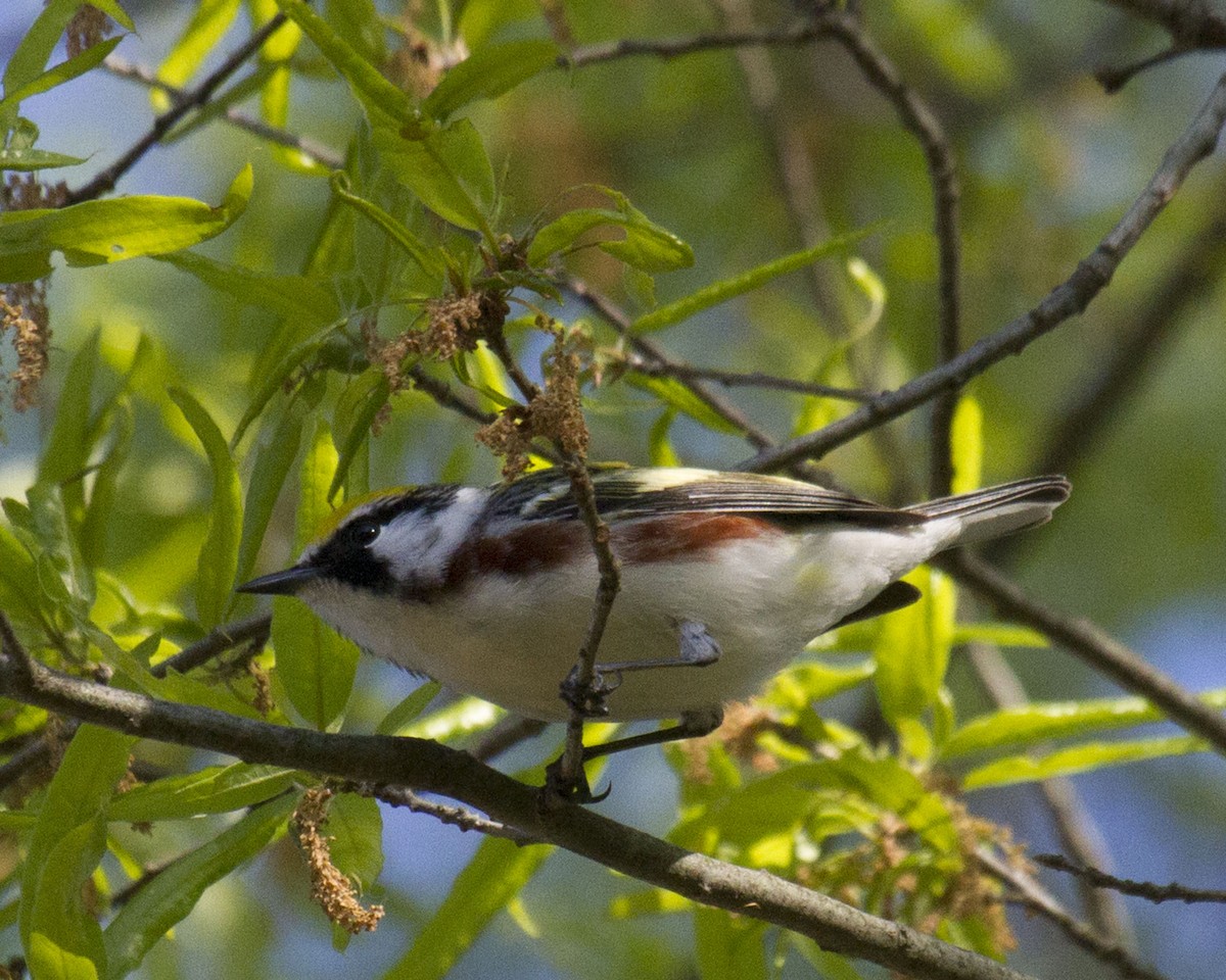 Chestnut-sided Warbler - ML632802984