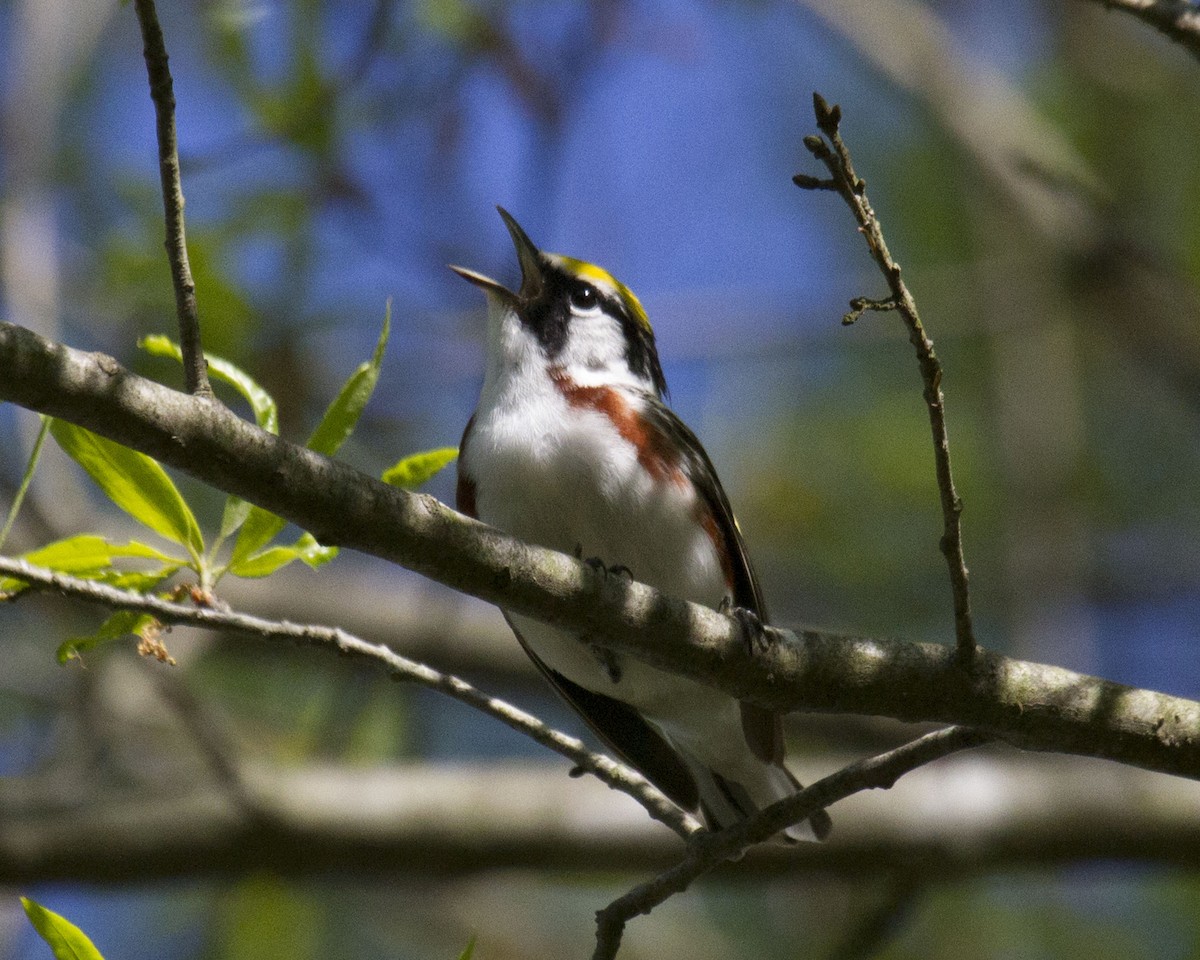 Chestnut-sided Warbler - ML632802985