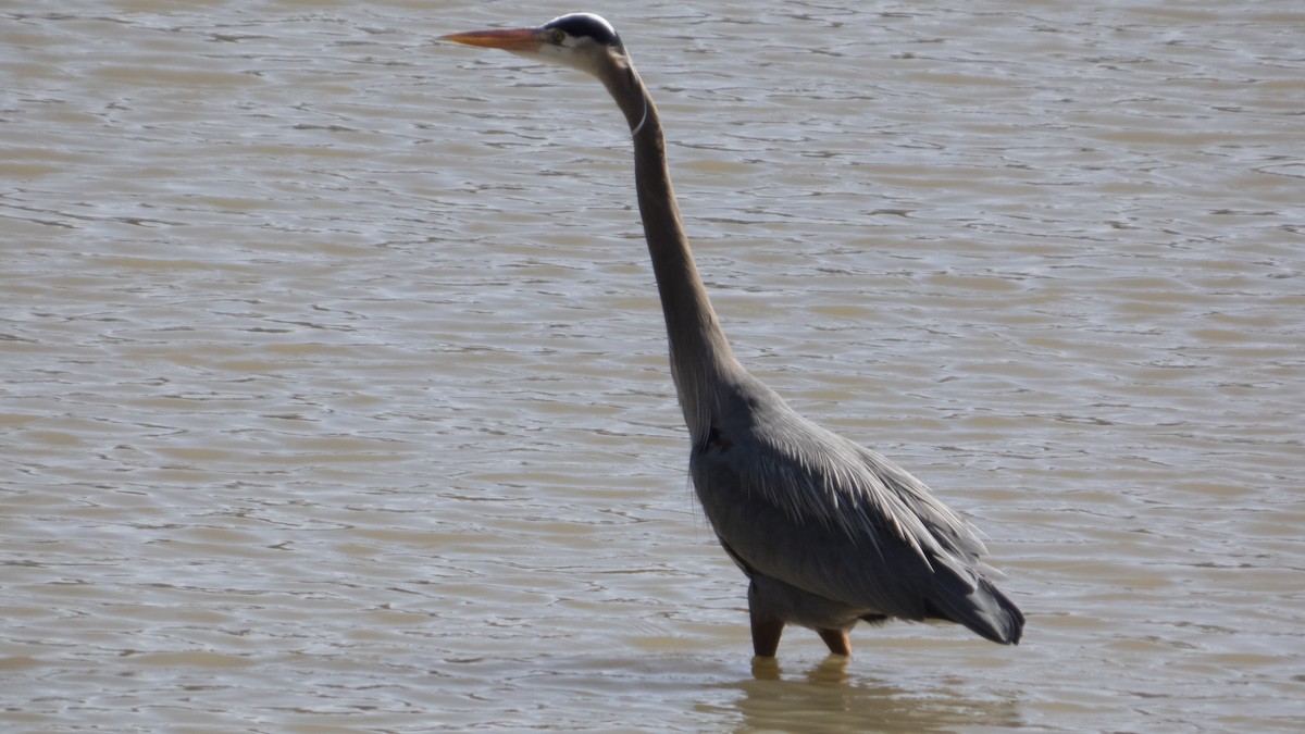 Great Blue Heron (Great Blue) - ML632803078