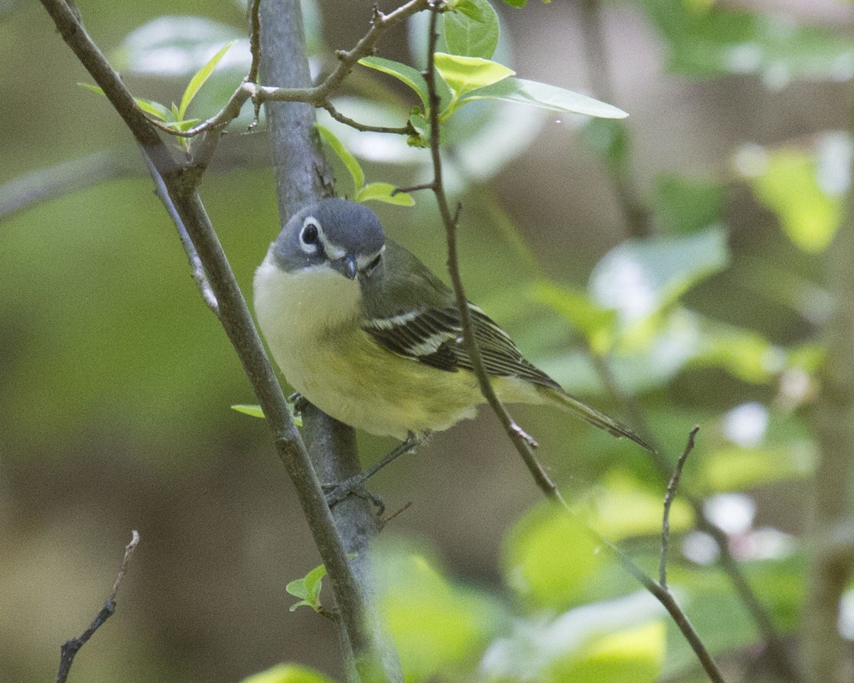 Blue-headed Vireo - ML632803100