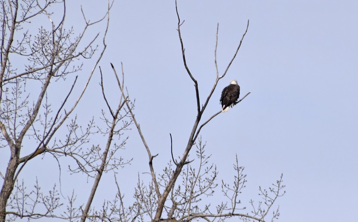 Bald Eagle - ML632803248