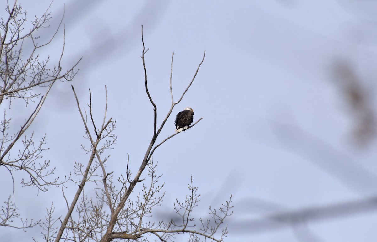 Bald Eagle - ML632803249