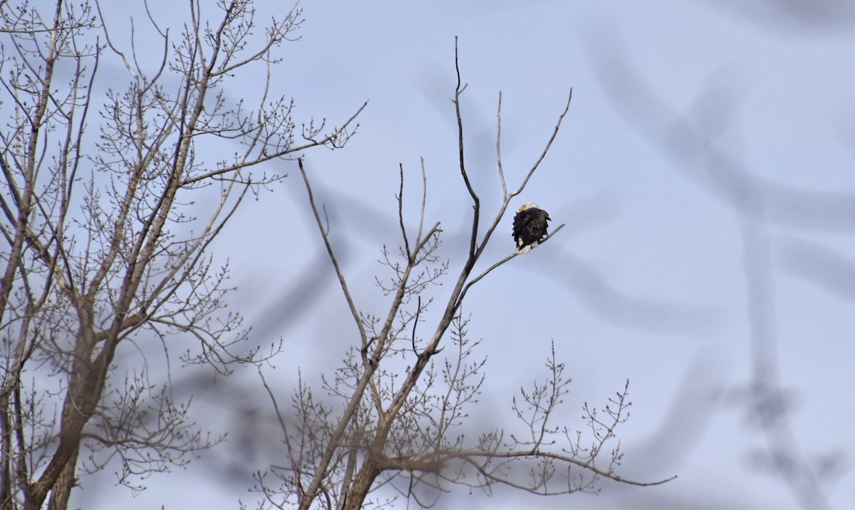 Bald Eagle - ML632803251