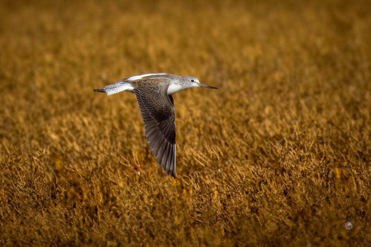 Common Greenshank - ML632803340