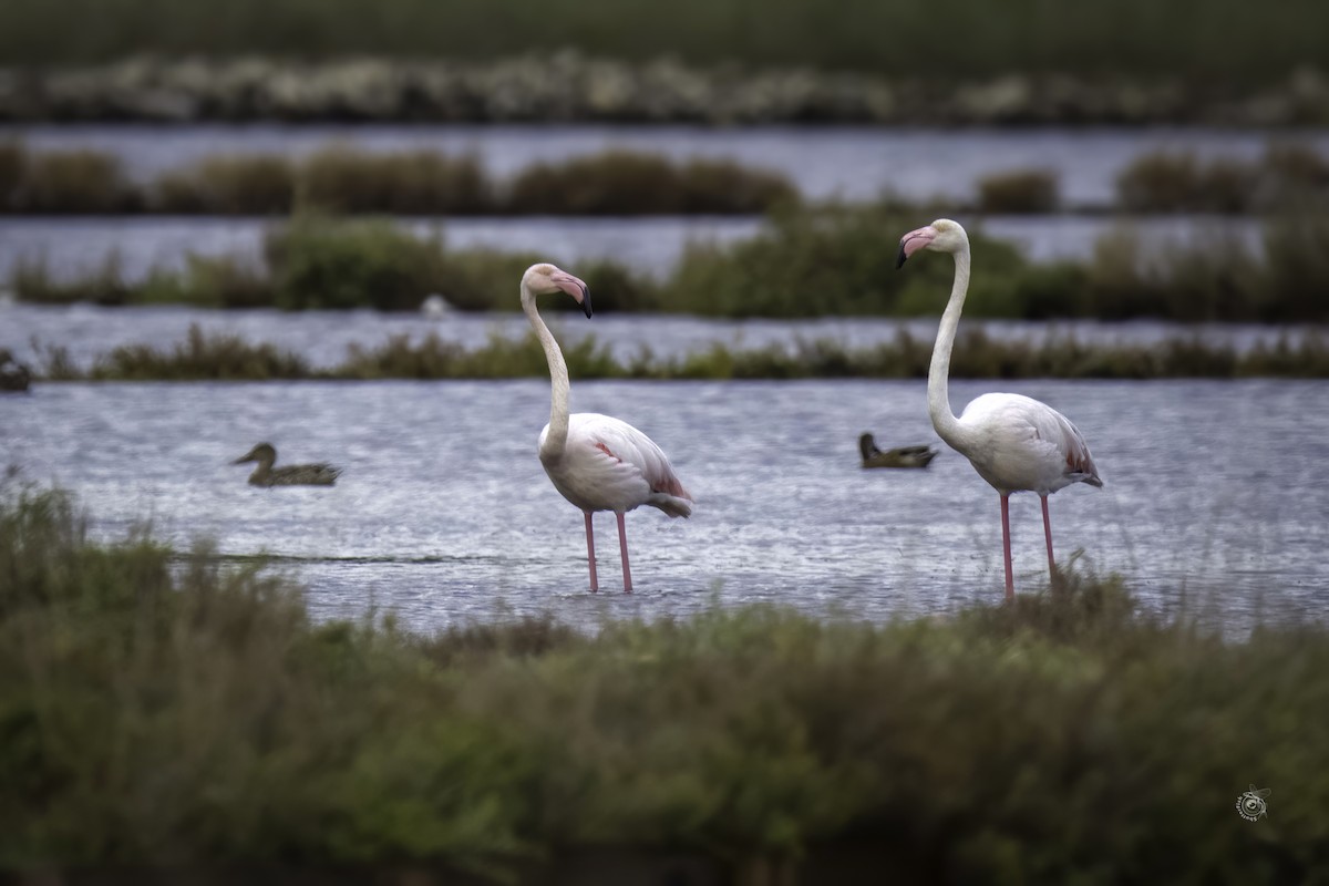 Greater Flamingo - ML632803367