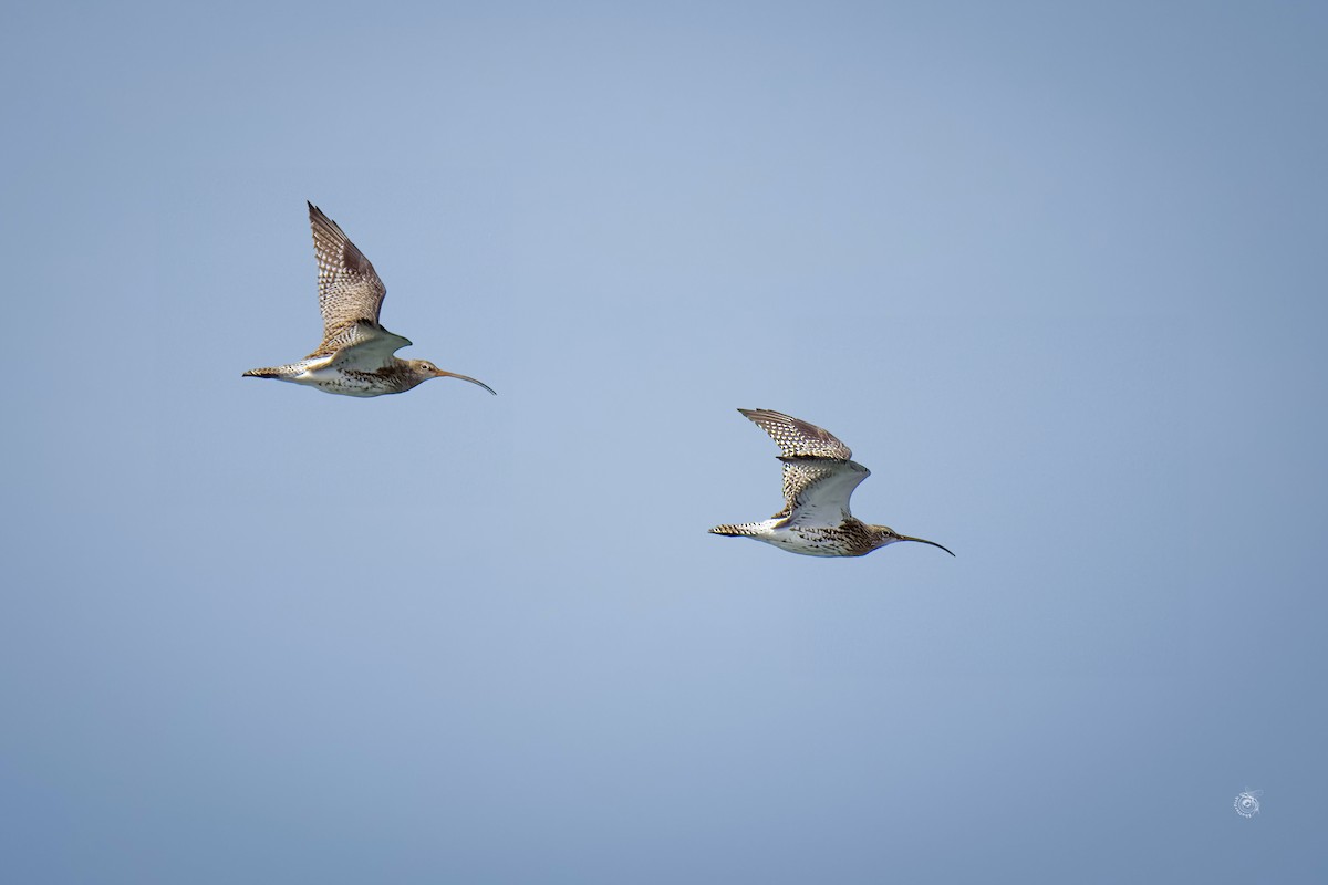 Eurasian Curlew - ML632803392