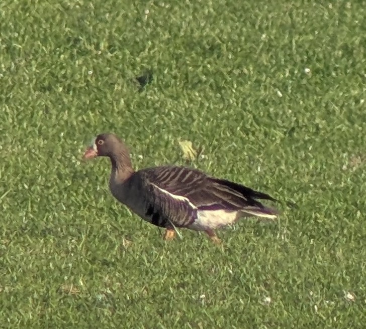 Lesser White-fronted Goose - ML632803567