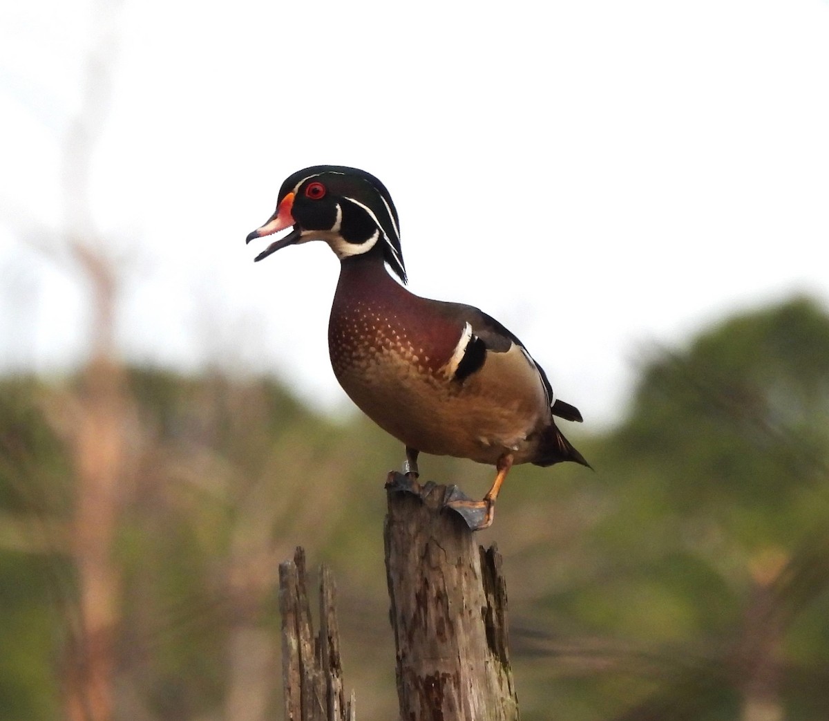 Wood Duck - ML632803610