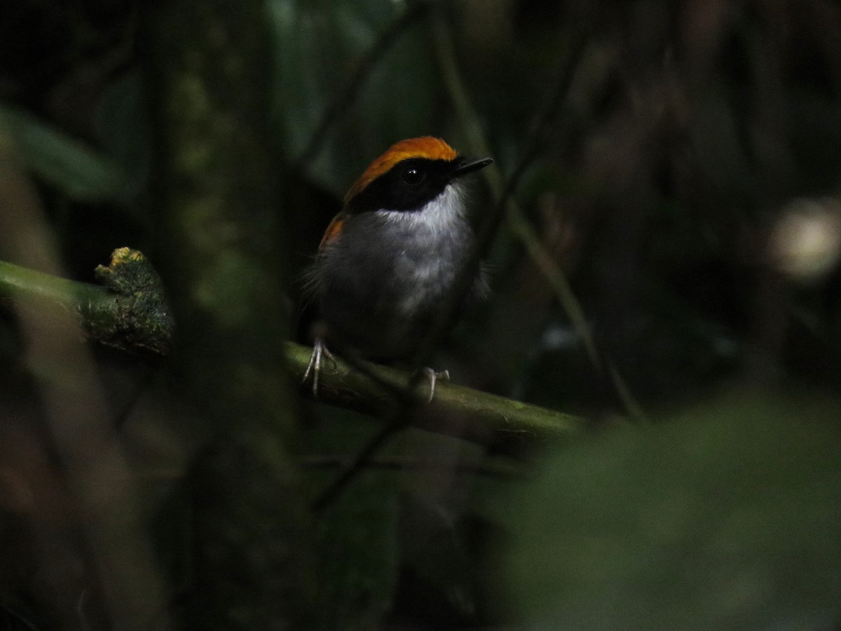 Black-cheeked Gnateater - ML632804089
