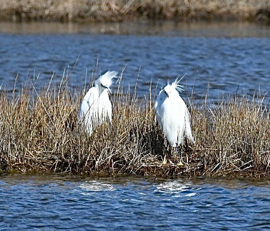 Snowy Egret - ML632804246