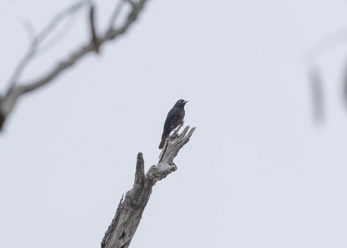 Maroon Oriole - ML632804262